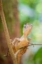 Small lizard on a tree. Beautiful closeup animal reptile eye in the nature wildlife habitat, Sinharaja, Sri Lanka Royalty Free Stock Photo