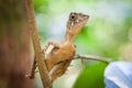 Small lizard on a tree. Beautiful closeup animal reptile eye in the nature wildlife habitat, Sinharaja, Sri Lanka Royalty Free Stock Photo