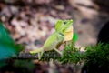 Green lizard on a tree. Beautiful closeup animal reptile in the nature wildlife habitat, Sinharaja, Sri Lanka Royalty Free Stock Photo