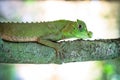 Green lizard on a tree. Beautiful closeup animal reptile in the nature wildlife habitat, Sinharaja, Sri Lanka Royalty Free Stock Photo