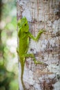 Green lizard on a tree. Beautiful closeup animal reptile in the nature wildlife habitat, Sinharaja, Sri Lanka Royalty Free Stock Photo