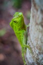 Green lizard on a tree. Beautiful closeup animal reptile in the nature wildlife habitat, Sinharaja, Sri Lanka Royalty Free Stock Photo