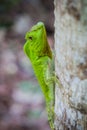 Green lizard on a tree. Beautiful closeup animal reptile in the nature wildlife habitat, Sinharaja, Sri Lanka Royalty Free Stock Photo