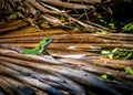Green Lizard - Tulum, Mexico Royalty Free Stock Photo