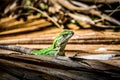 Green Lizard - Tulum, Mexico Royalty Free Stock Photo