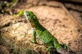 Green Lizard - Tulum, Mexico Royalty Free Stock Photo