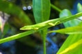 Green Lizard Up Close On Vegetation With A Blurred Background Royalty Free Stock Photo