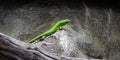 Green lizard Royalty Free Stock Photo