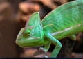 green lizard Yemeni Chamaeleonidae on a branch Close up.