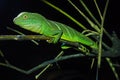 Green lizards.Chinese water dragon Royalty Free Stock Photo
