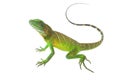 Green lizards.Chinese water dragon Royalty Free Stock Photo