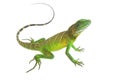 Green lizards.Chinese water dragon Royalty Free Stock Photo