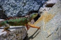 Green lizards iguana. And in the subfamily Iguanidae. Royalty Free Stock Photo