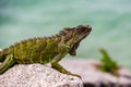 Green lizards iguana. Wildlife and nature, marine Iguana. Royalty Free Stock Photo