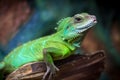 Green lizards Royalty Free Stock Photo