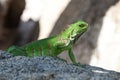 Green Lizzard Royalty Free Stock Photo