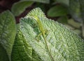 Green Lizzard