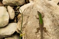 Green lizzard on the rock