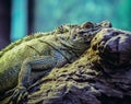 Green lizzard in Taronga Zoo in Sydney