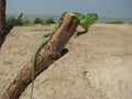 Green lizzard on a tree Royalty Free Stock Photo