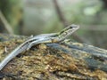 Green lizzard in the tropical forest