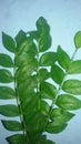 Green lleaves leaf