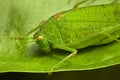 Green Locust