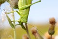 Green locust. Royalty Free Stock Photo