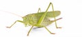 Green locust