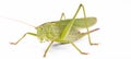 Green locust Royalty Free Stock Photo