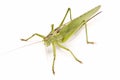 Green locust Royalty Free Stock Photo