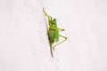 Green locust Royalty Free Stock Photo