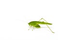 Green locust Royalty Free Stock Photo