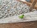 Green locust clinging to old wood when it rains in the morning Royalty Free Stock Photo