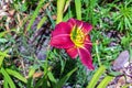 Green locust on a Hemerocallis daylily flower, close-up on a sunny day. Hemerocallis Black Falcon Ritual