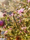 Green locust hiding and masking itself Royalty Free Stock Photo