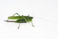 Green locust insect, close-up on a white background