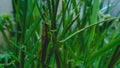 Green locust insect on green grass.