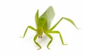 Green locust isolated on white background, Grasshopper, insect