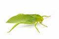 Green locust isolated on white background, Grasshopper, insect Royalty Free Stock Photo