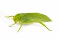 Green locust isolated on white background, Grasshopper, insect Royalty Free Stock Photo