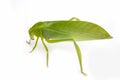 Green locust isolated on white background, Grasshopper, insect Royalty Free Stock Photo