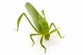 Green locust isolated on white background, Grasshopper, insect Royalty Free Stock Photo