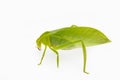 Green locust isolated on white background, Grasshopper, insect Royalty Free Stock Photo