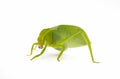 Green locust isolated on white background, Grasshopper, insect Royalty Free Stock Photo