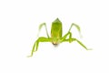 Green locust isolated on white background, Grasshopper, insect Royalty Free Stock Photo