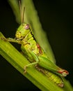 Green locust portrait Royalty Free Stock Photo
