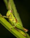 Green locust portrait