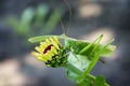 A green locust sits on a flower in the garden Royalty Free Stock Photo