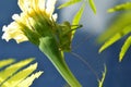 Green locust sits on a flower Royalty Free Stock Photo